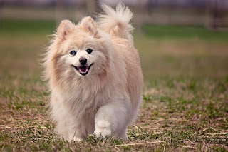 Jenis Anjing Pomeranian