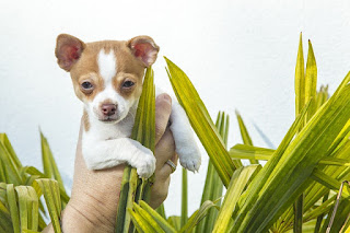 Jenis Anjing Chihuahua bulu pendek