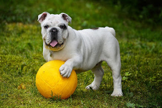 Jenis Anjing Bulldog