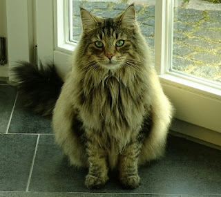 Kucing Norwegian Forest, jenis kucing