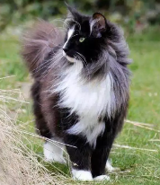 Kucing Norwegian Forest, jenis kucing