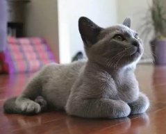 Jenis Kucing Ras Paling Lucu beserta Harga Terbaru, russian blue