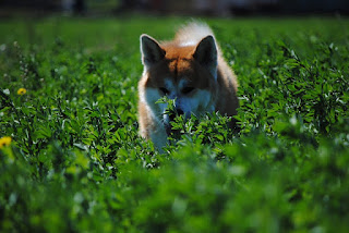 Dog Akita