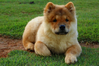 Jenis Anjing Chow Chow