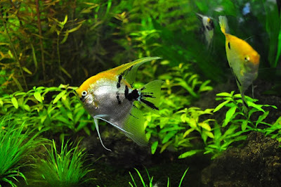 Jenis Ikan Hias Air Tawar manfish, ikan layang-layang