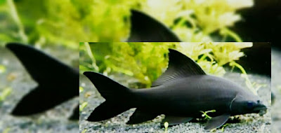 ikan hias black shark