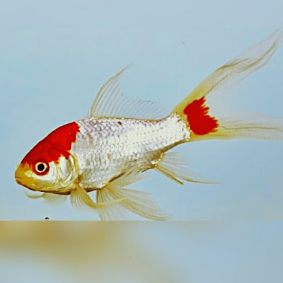 ikan komet