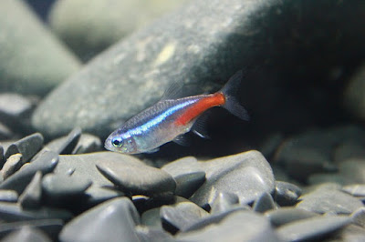 ikan neon tetra