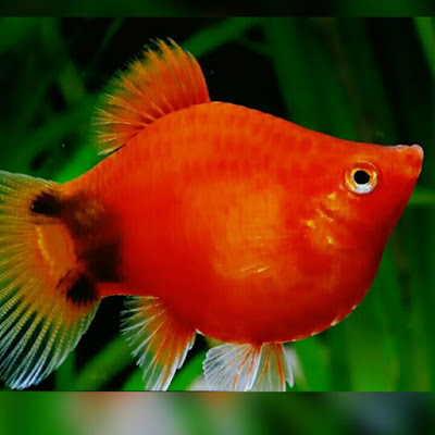 ikan platy