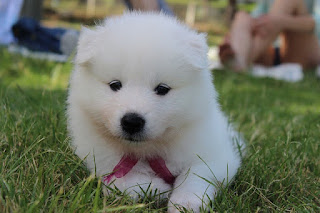 Jenis Anjing Samoyed