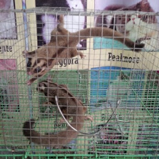 Cara Merawat atau Memelihara Sugar Glider Lengkap Untuk Pemula