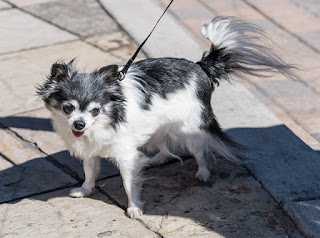 Jenis Anjing Chihuahua Bulu panjang, rambut panjang