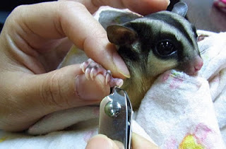 Cara Merawat atau Memelihara Sugar Glider Lengkap Untuk Pemula