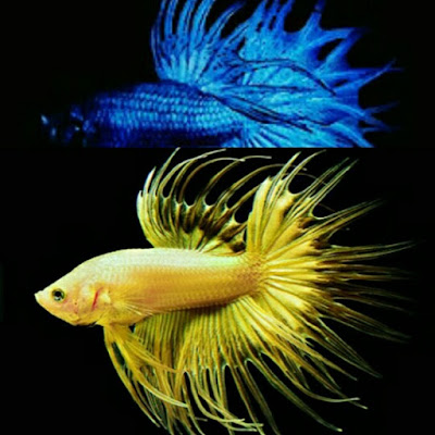 jenis betta crown tail cupang serit