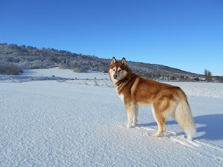 Jenis Anjing Siberian Husky