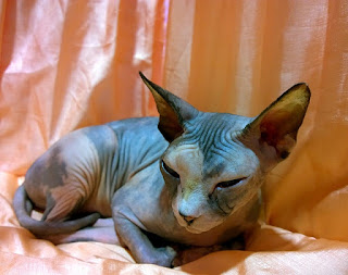 Kucing Sphynx