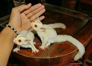 jenis sugar glider albino mata merah