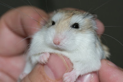 Jenis Hamster Roborovski