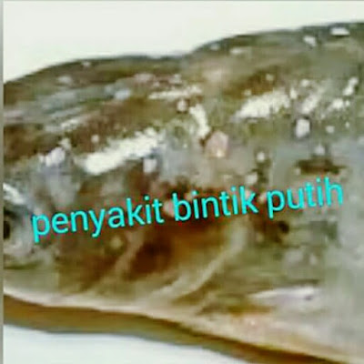 Jenis Penyakit Ikan protozoa