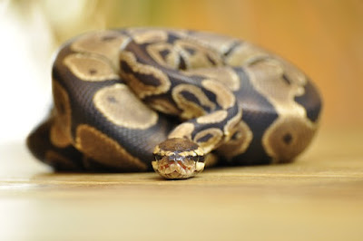 jenis reptil Ball Python