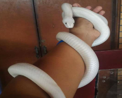 Leucistic Texas Ratsnake