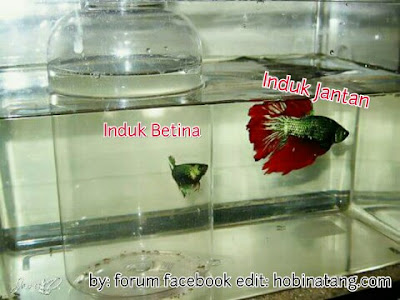 proses memijah ikan cupang