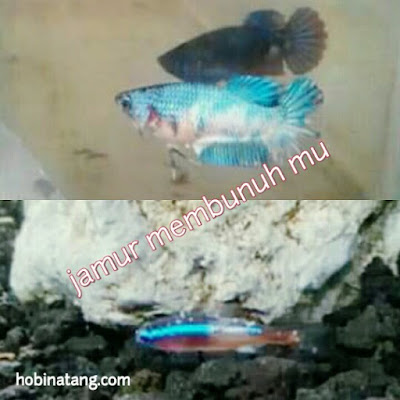 Jenis Penyakit jamur Ikan