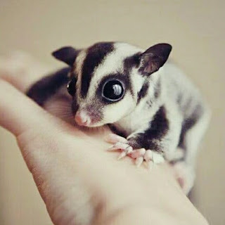 jenis sugar glider classic grey