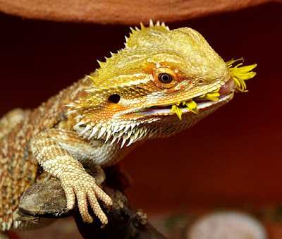 Bearded Dragon atau Pogona