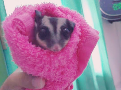 Cara Memandikan Sugar Glider Yang Benar dan Sehat