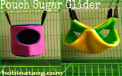 Cara Mengawinkan Sugar Glider yang Tepat dan Benar
