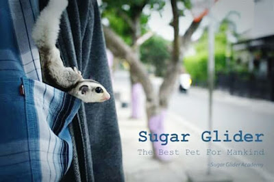 melatih sugar glider agar bonding