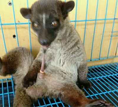 Ciri-Ciri Musang jantan yang Sedang Birahi atau Siap Kawin