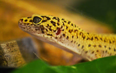 jenis reptil Leopard Gecko