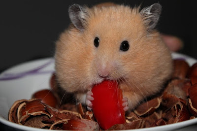 Jenis Hamster Emas Syrian