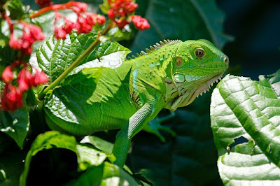 jenis reptil iguana