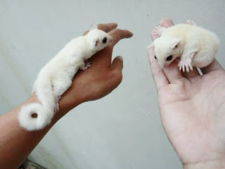 Jenis Sugar Glider Leucistic