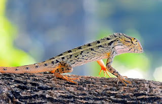 jenis reptil yang dapat dipelihara