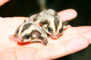 menjinakkan sugar glider joey