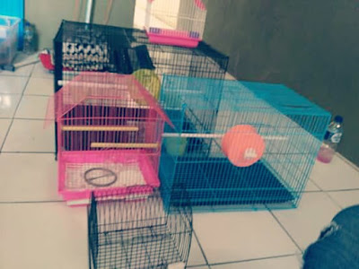 kandang sugar glider