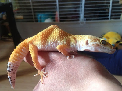 jenis reptil Leopard Gecko