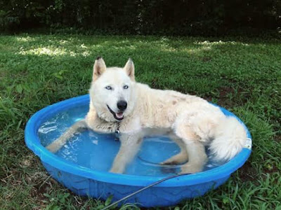 cara memandikan siberian husky