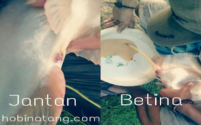 cara membedakan ikan patin jantan dan betina