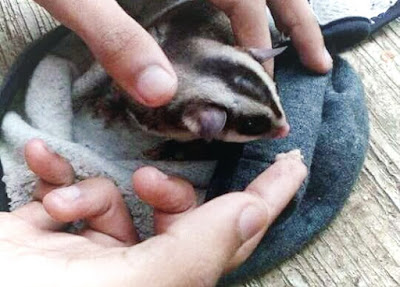 menjinakkan sugar glider handsfeed memberi makan dengan tangan