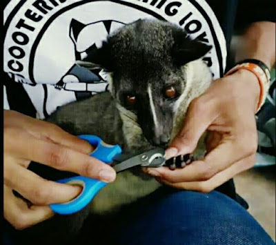 cara menjinakkan musang liar, memotong kuku musang