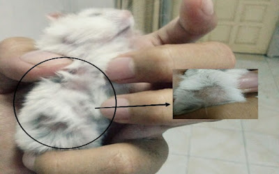 cara mengatasi bulu hamster rontok