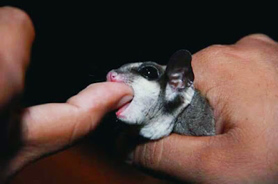 Cara Cepat Menjinakkan Sugar Glider Bagi Pemula