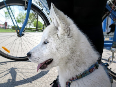 Cara Merawat Anjing Siberian Husky