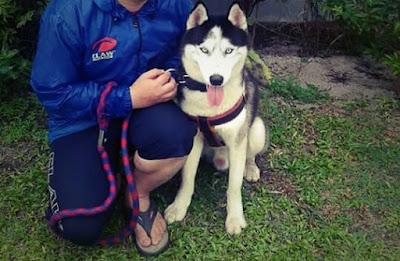 Cara Terbaik Merawat Anjing Siberian Husky