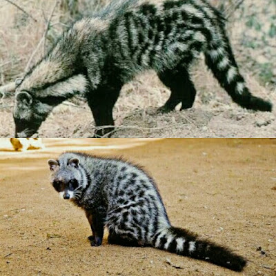 jenis musang afrika